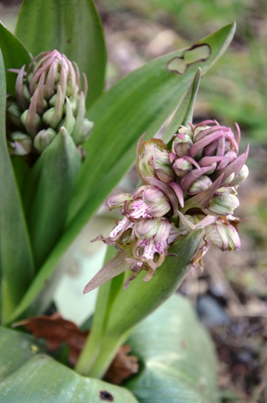 Himantoglossum robertianum in valle Aulella (Lunigiana, MS)